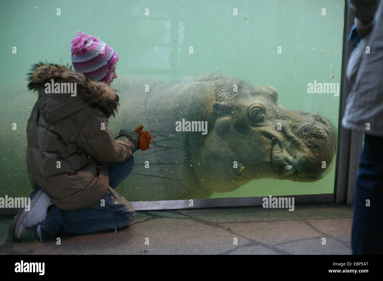 Joven examina como un hipopótamo (Hippopotamus amphibius) nadando en su recinto en el Zoo de Berlín, Alemania. Foto de stock