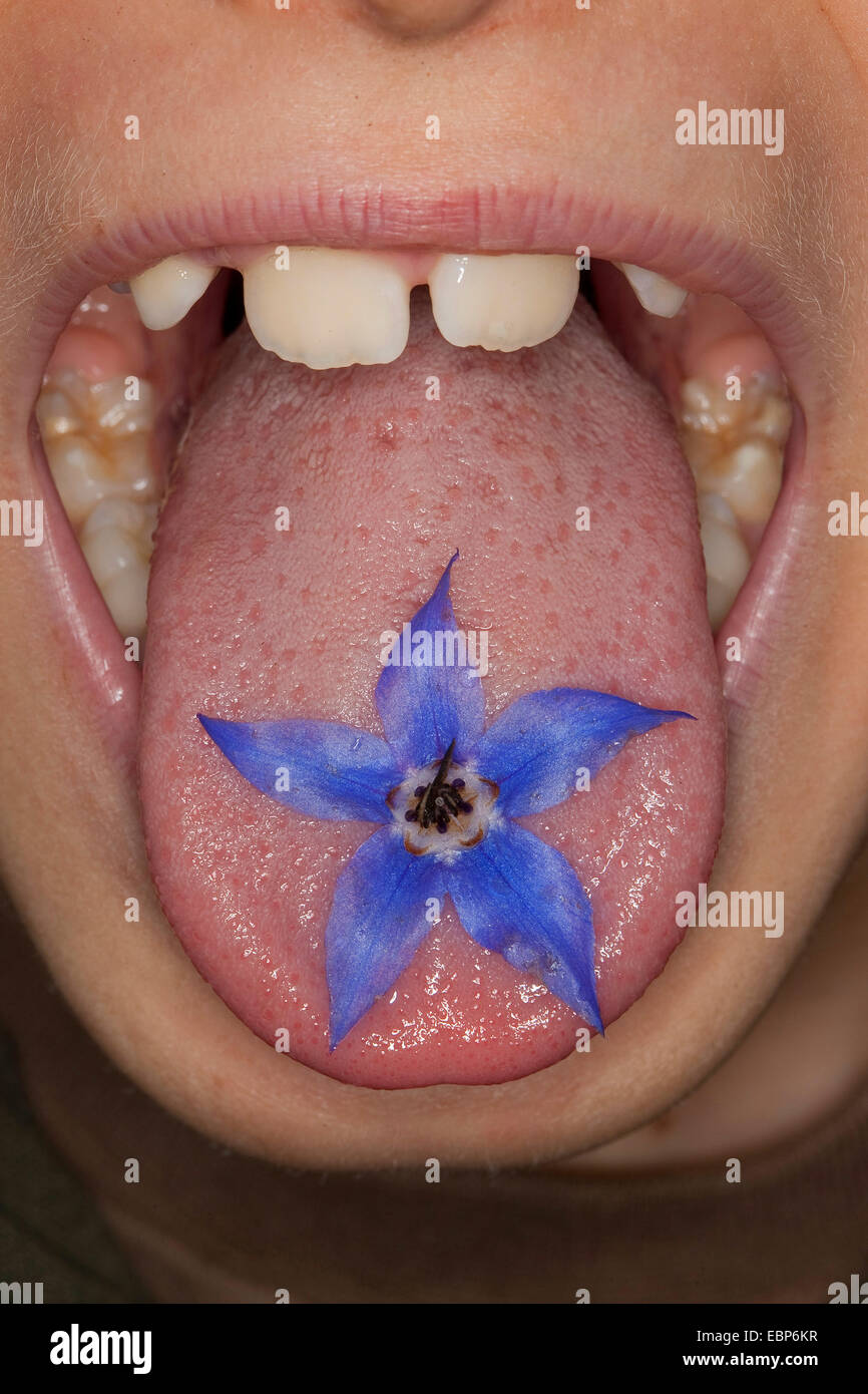 Comunes de borraja (Borago officinalis), la chica con la flor es comestible en su lengua Foto de stock