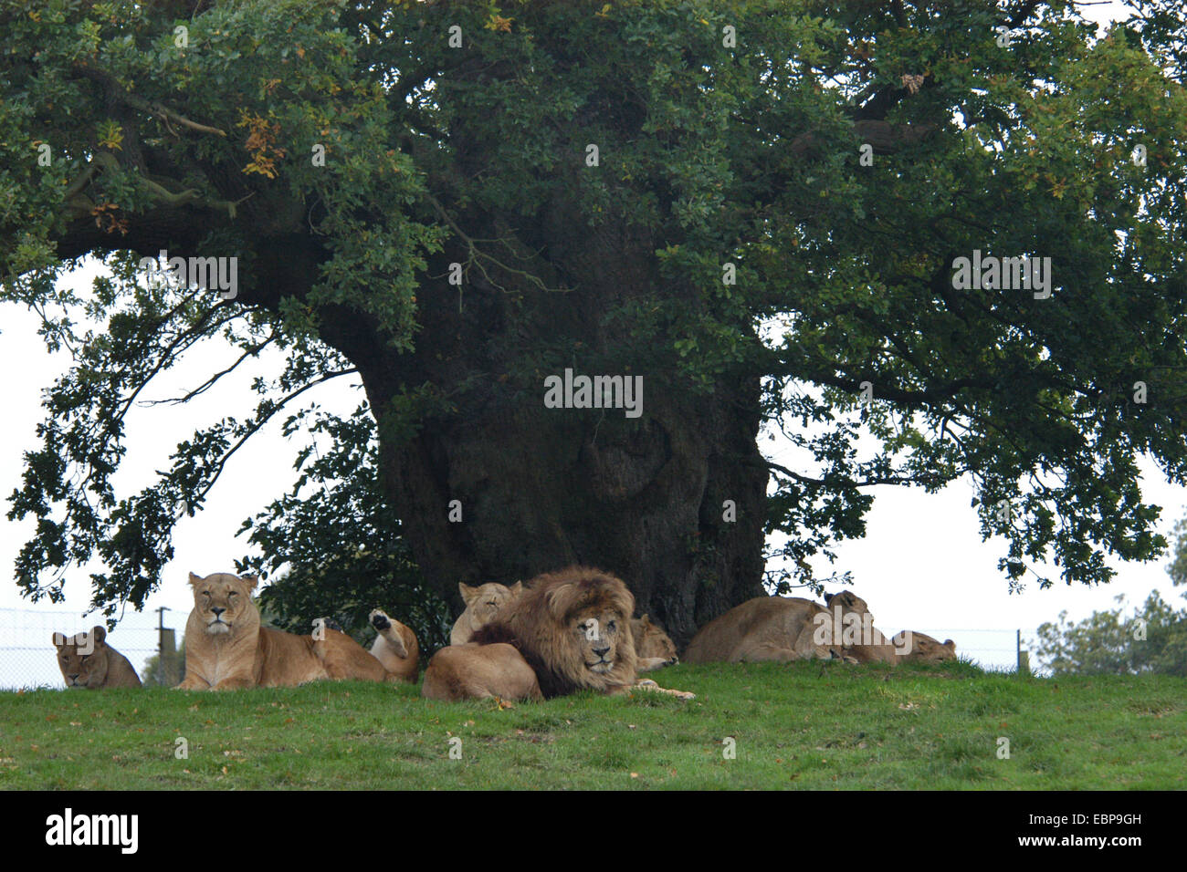 Leones africanos (Panthera leo) descansar bajo un árbol en el Woburn Safari Park en Bedfordshire, Inglaterra, Reino Unido. Foto de stock