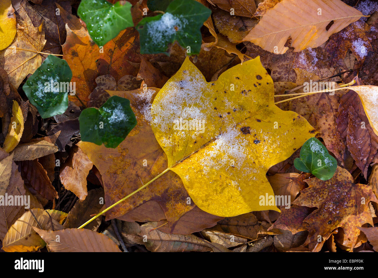 Marrón amarillo hojas caer sobre el terreno con nieve Foto de stock