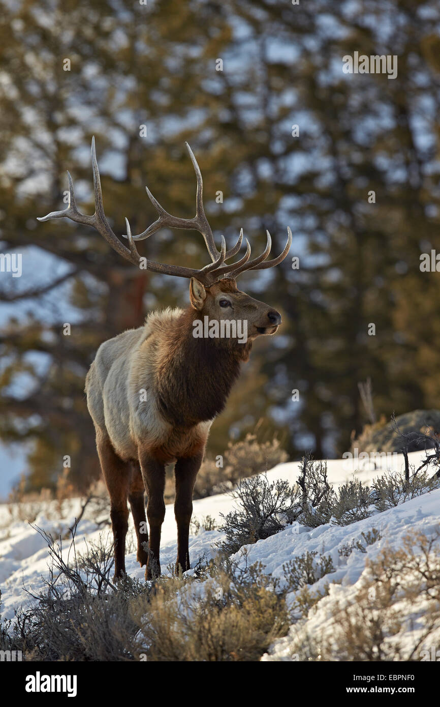 Bull elk (Cervus canadensis) en la nieve, el Parque Nacional de Yellowstone, Sitio del Patrimonio Mundial de la UNESCO, Wyoming, EE.UU. Foto de stock