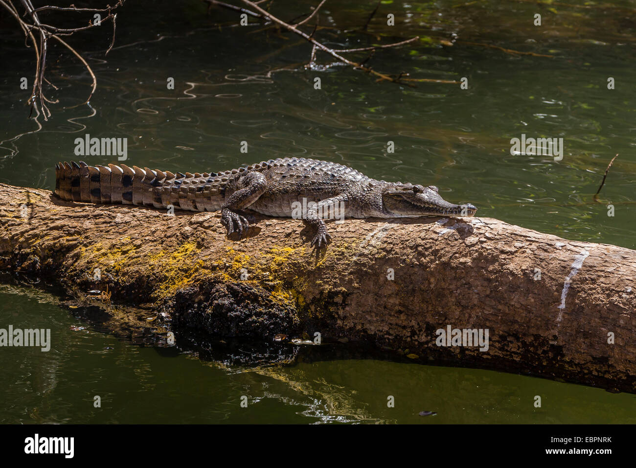 Agua dulce silvestres (Crocodylus johnsoni) (Crocodylus johnstoni), Ord River, Kimberley, Australia Occidental, Australia Foto de stock