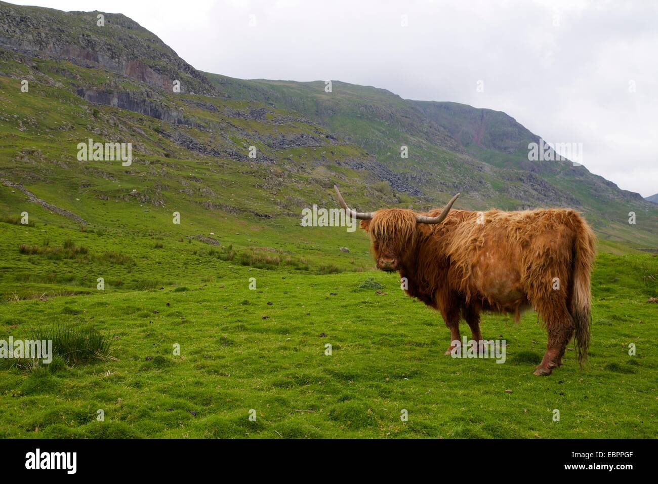 Highland vaca, Kirkstone Pass, Lake District National Park, Cumbria, Inglaterra, Reino Unido, Europa Foto de stock