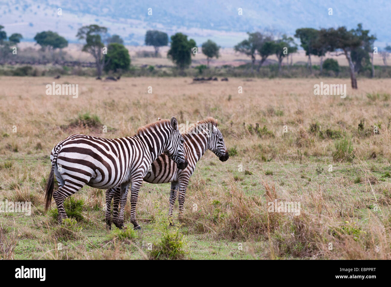 Llanuras cebra (Equus quagga), Masai Mara, Kenia, África oriental, África Foto de stock