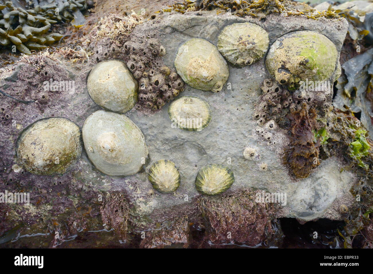 Lapa común (Patella vulgata) y acorn percebes adjuntas a las rocas expuestas en la marea baja, Dorset, Inglaterra, Reino Unido. Foto de stock