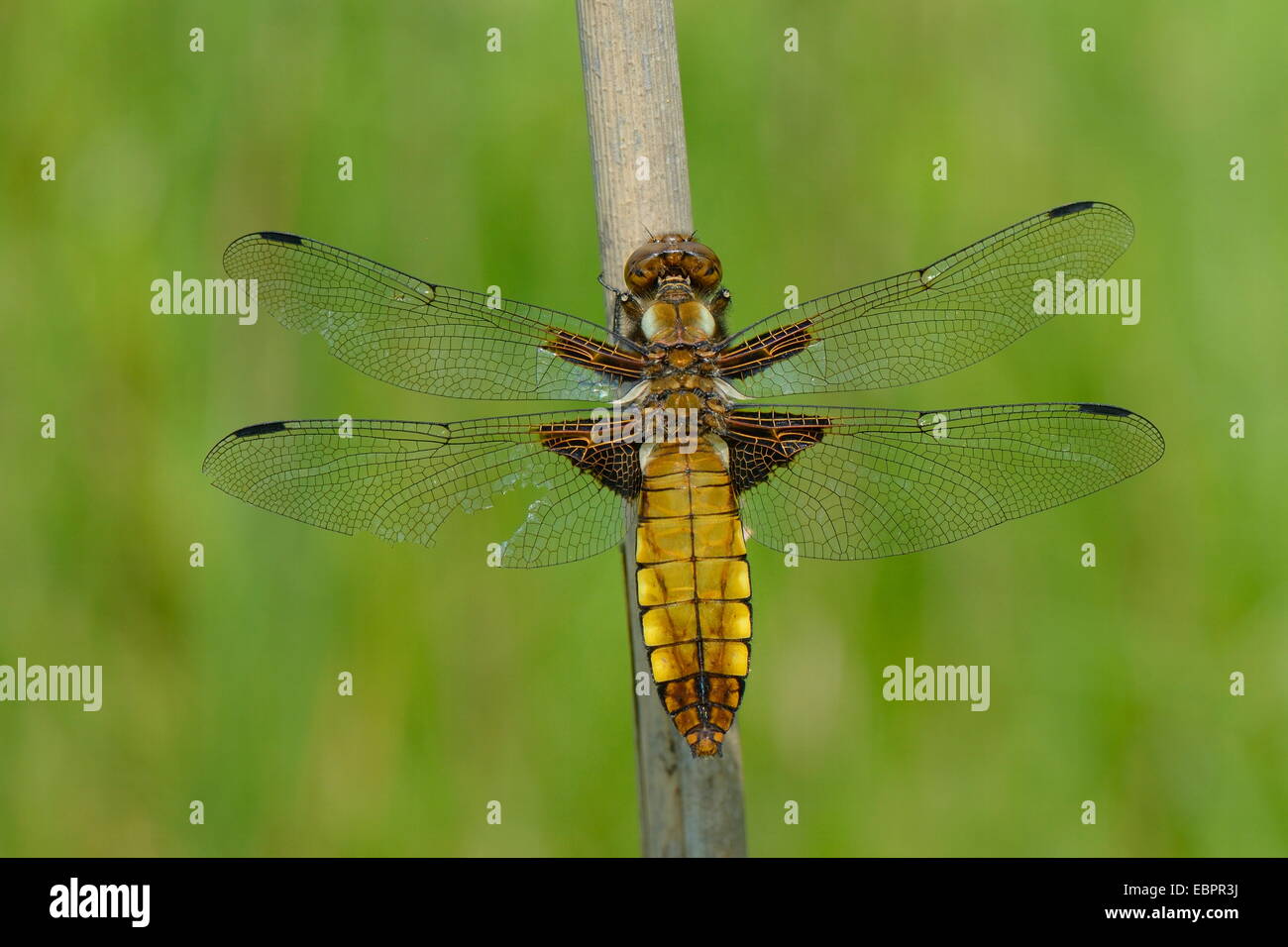 Hembra de cuerpo amplio chaser dragonfly (Libellula depressa) con un ala lesionada descansando sobre una caña de tallo, Wiltshire, Inglaterra, Reino Unido. Foto de stock