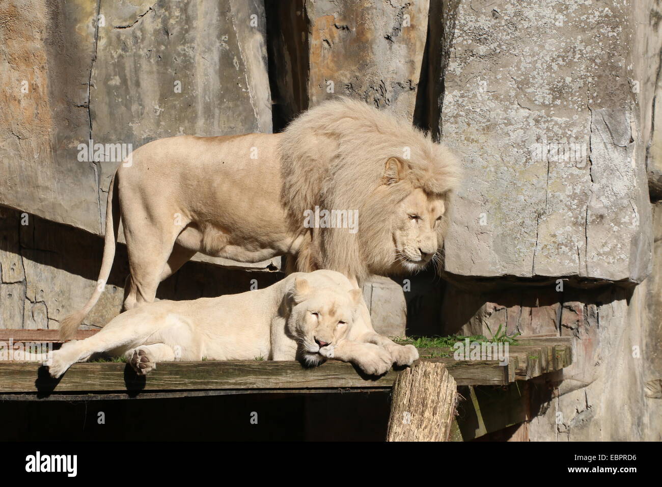 El albinismo en un león blanco y el león (Panthera leo) en Rhenen Ouwehands Dierenpark Zoo, los Países Bajos Foto de stock