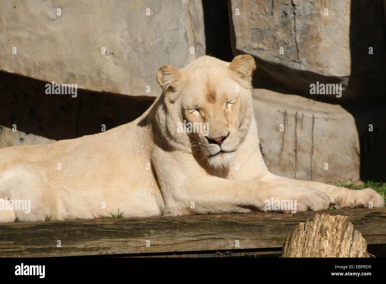 Leona blanca madura (Panthera leo) en Rhenen Ouwehands Dierenpark Zoo, los Países Bajos Foto de stock