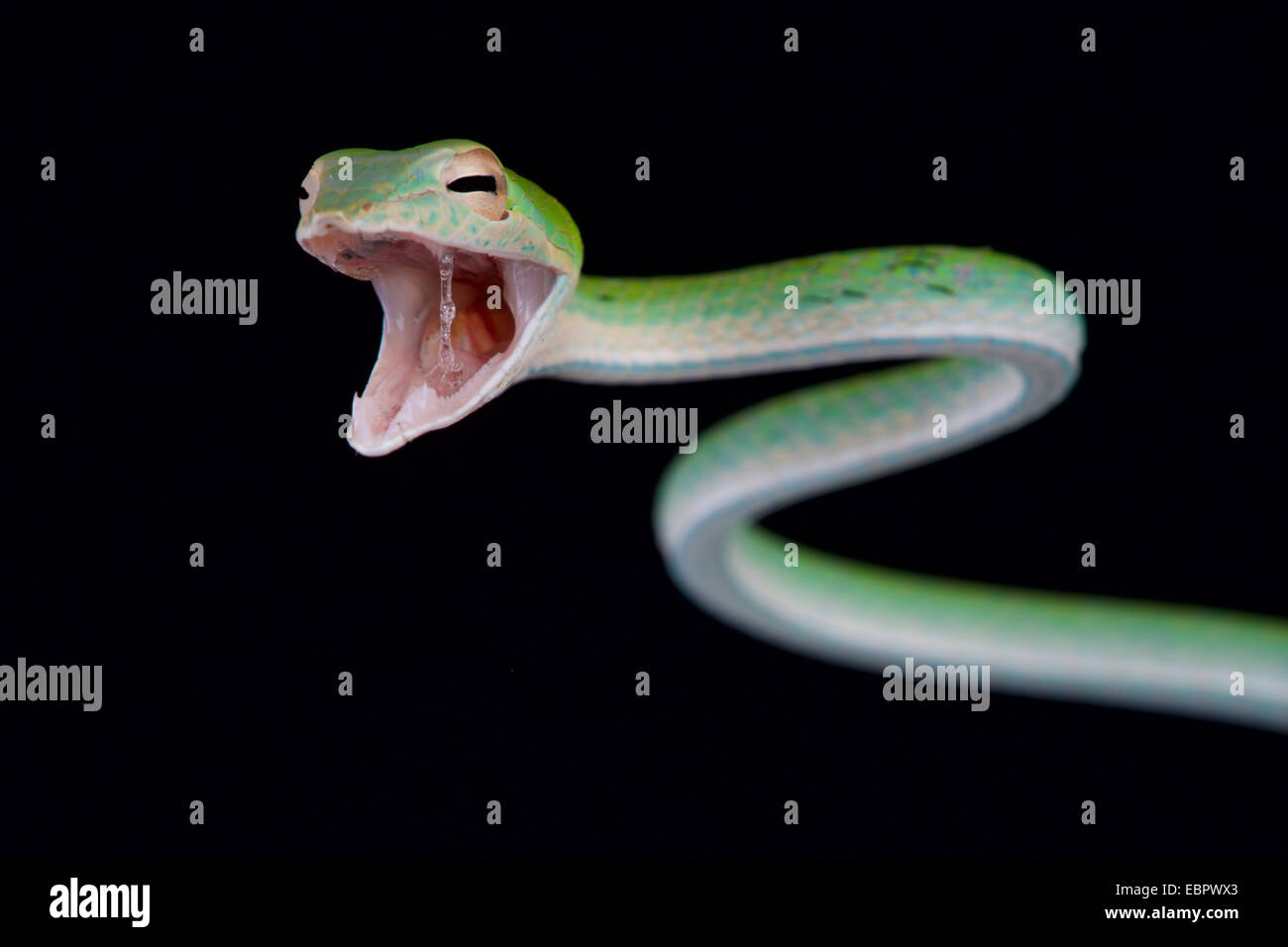 Atacar a Snake / Ahaetulla nasuta Foto de stock