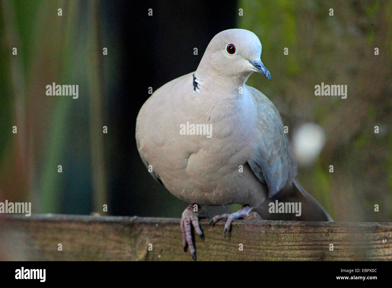 (Streptopelia decaocto collared dove), se sienta en un comedero para pájaros, Alemania Foto de stock