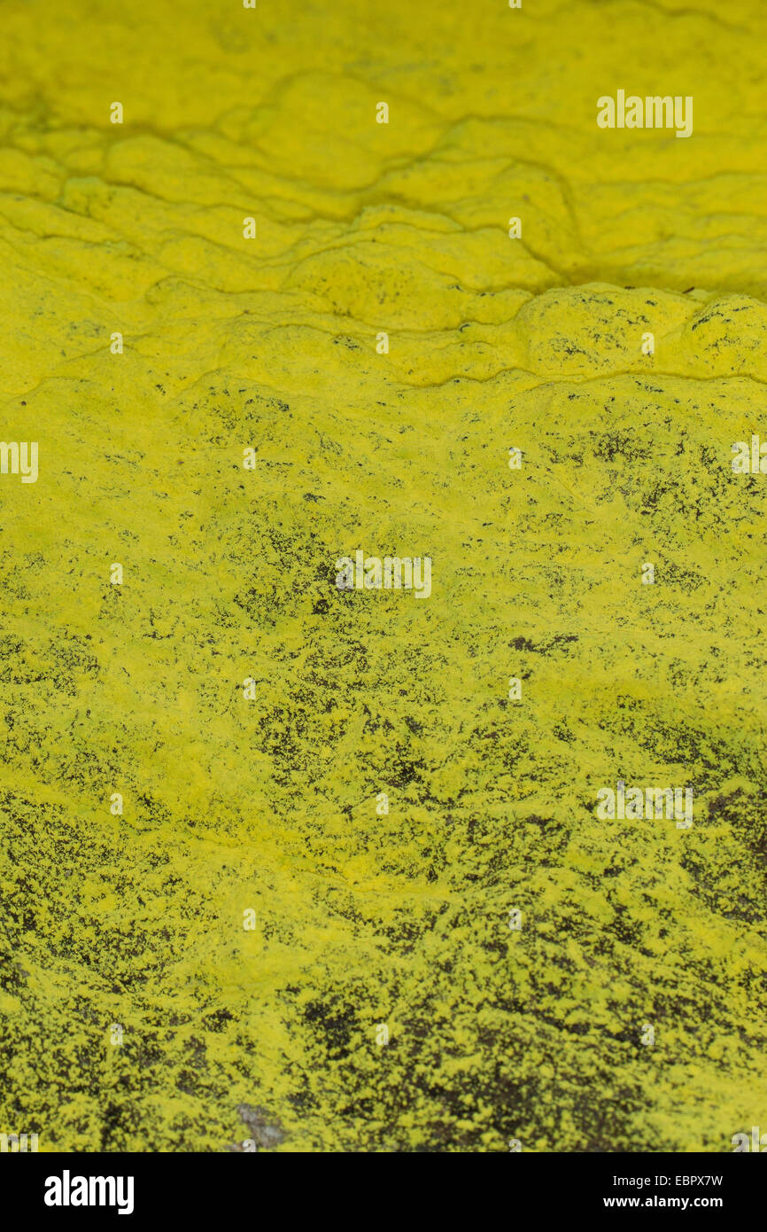 Polvo de azufre (liquen Chrysothrix chlorina, Lepraria chlorina), sobre una roca, Alemania Foto de stock