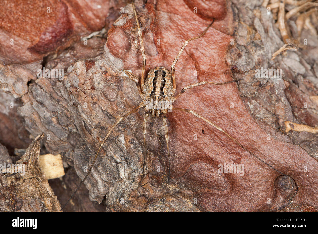 Daddy longleg (Odiellus troguloides), bien camuflado en corteza, Alemania Foto de stock