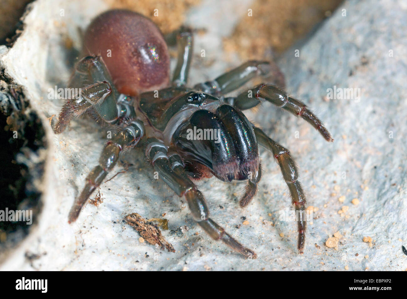 Bolso de la araña de tela (Atypus affinis), en su web, Alemania Foto de stock