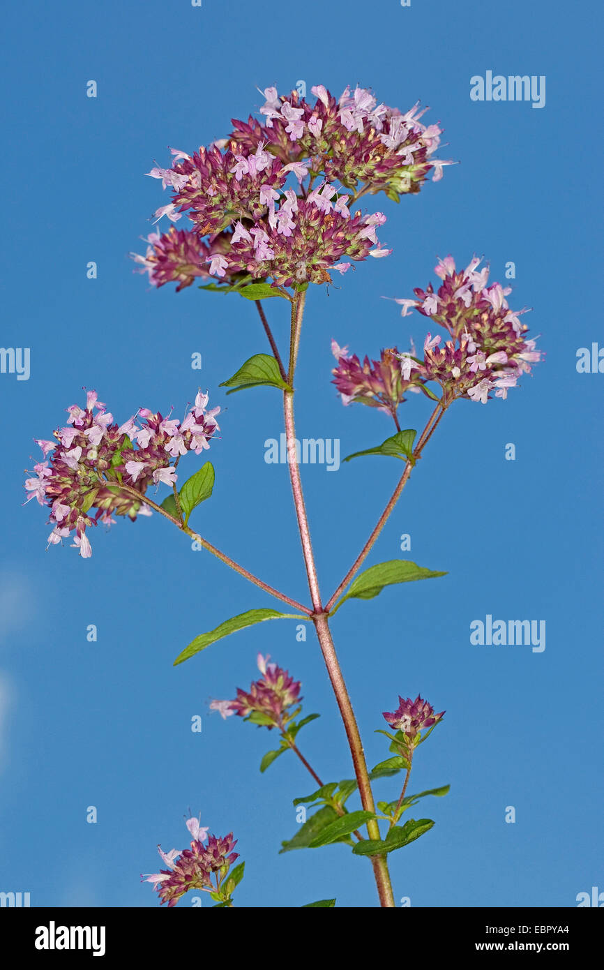 Wild Wild origanum, mejorana (Origanum vulgare), blooming contra el cielo azul, Alemania Foto de stock