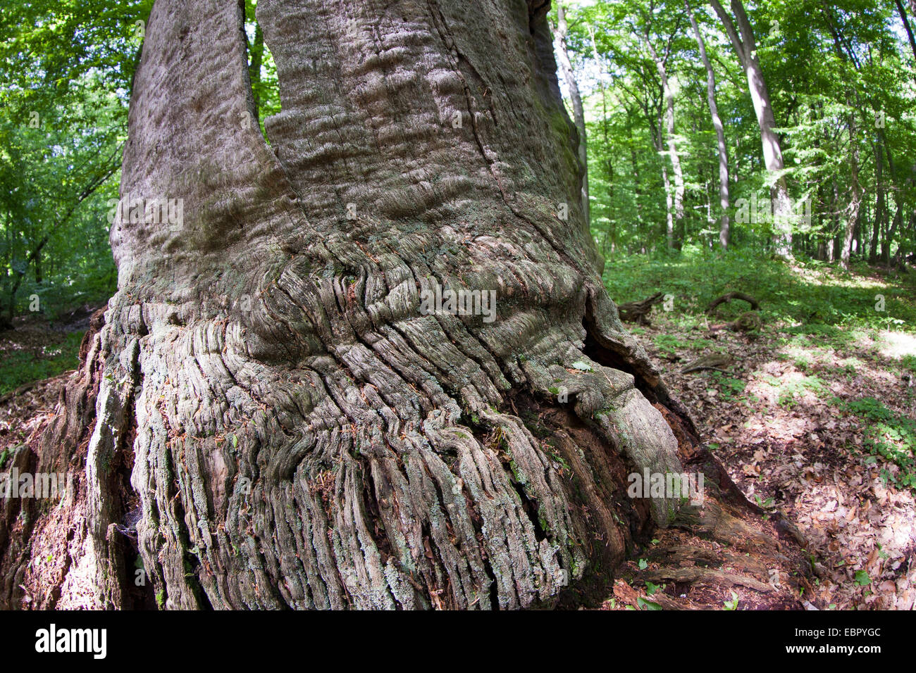 La selva virgen con un viejo árbol muerto, Alemania Foto de stock