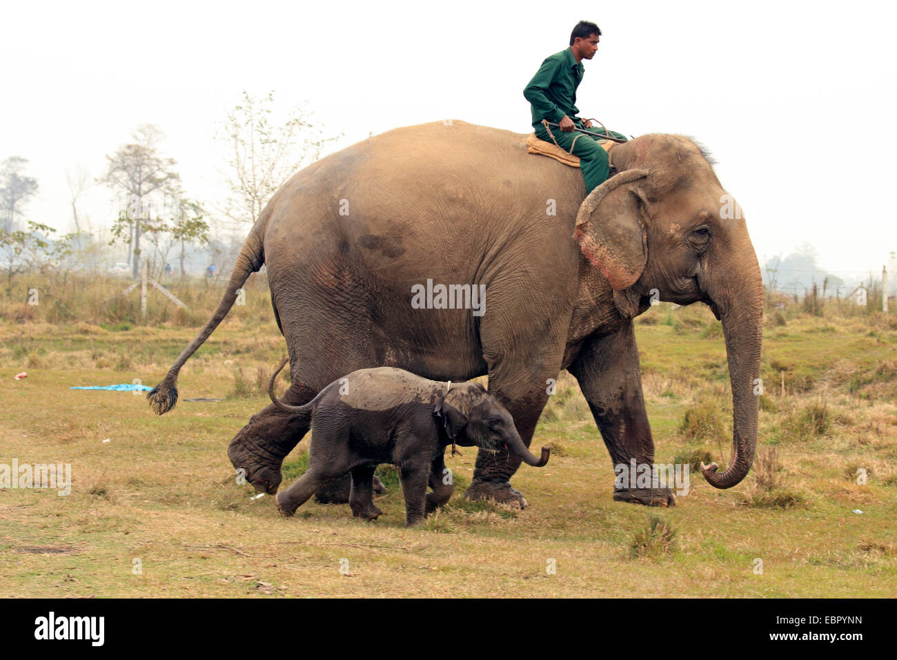 El elefante asiático, el elefante asiático (Elephas maximus), mahout montando un elefante con bebé, Nepal Terai, el Parque Nacional de Chitwan Foto de stock