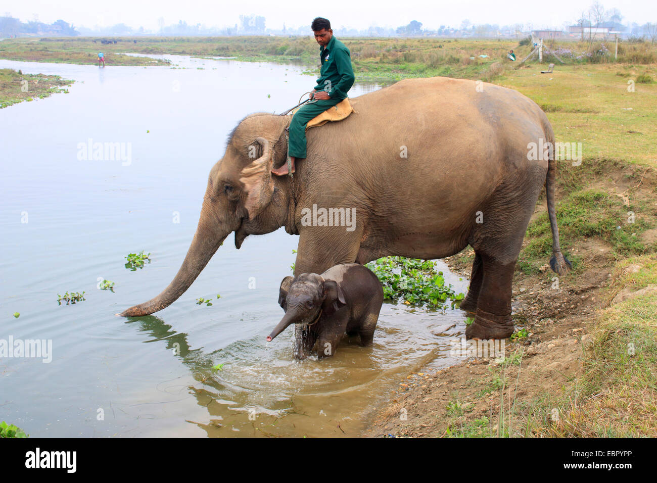 El elefante asiático, el elefante asiático (Elephas maximus), mahout cabalgando una bebida con bebé elefante en el río Rapti, Terai de Nepal, el Parque Nacional de Chitwan Foto de stock