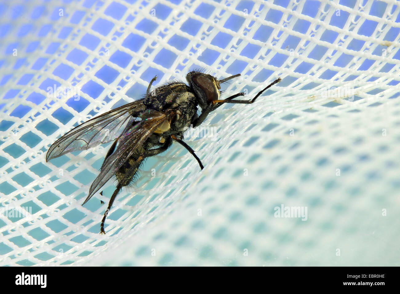 Mosca de los establos, perro volar, picadura de mosca común (Stomoxys calcitrans), telas, Alemania Foto de stock