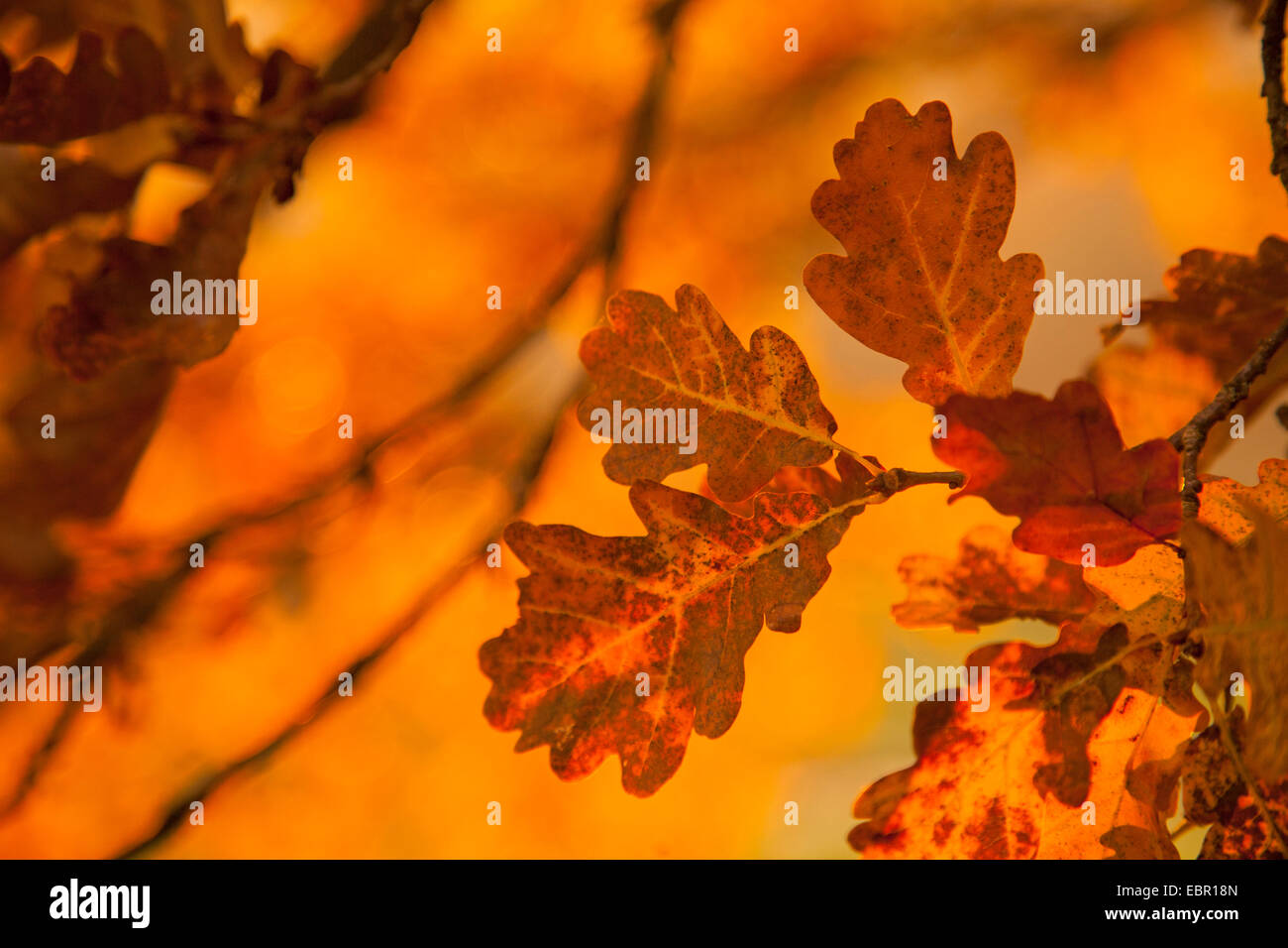Roble común, roble pedunculate, Inglés de roble (Quercus robur), hojas de otoño, Alemania, Renania-Palatinado Foto de stock