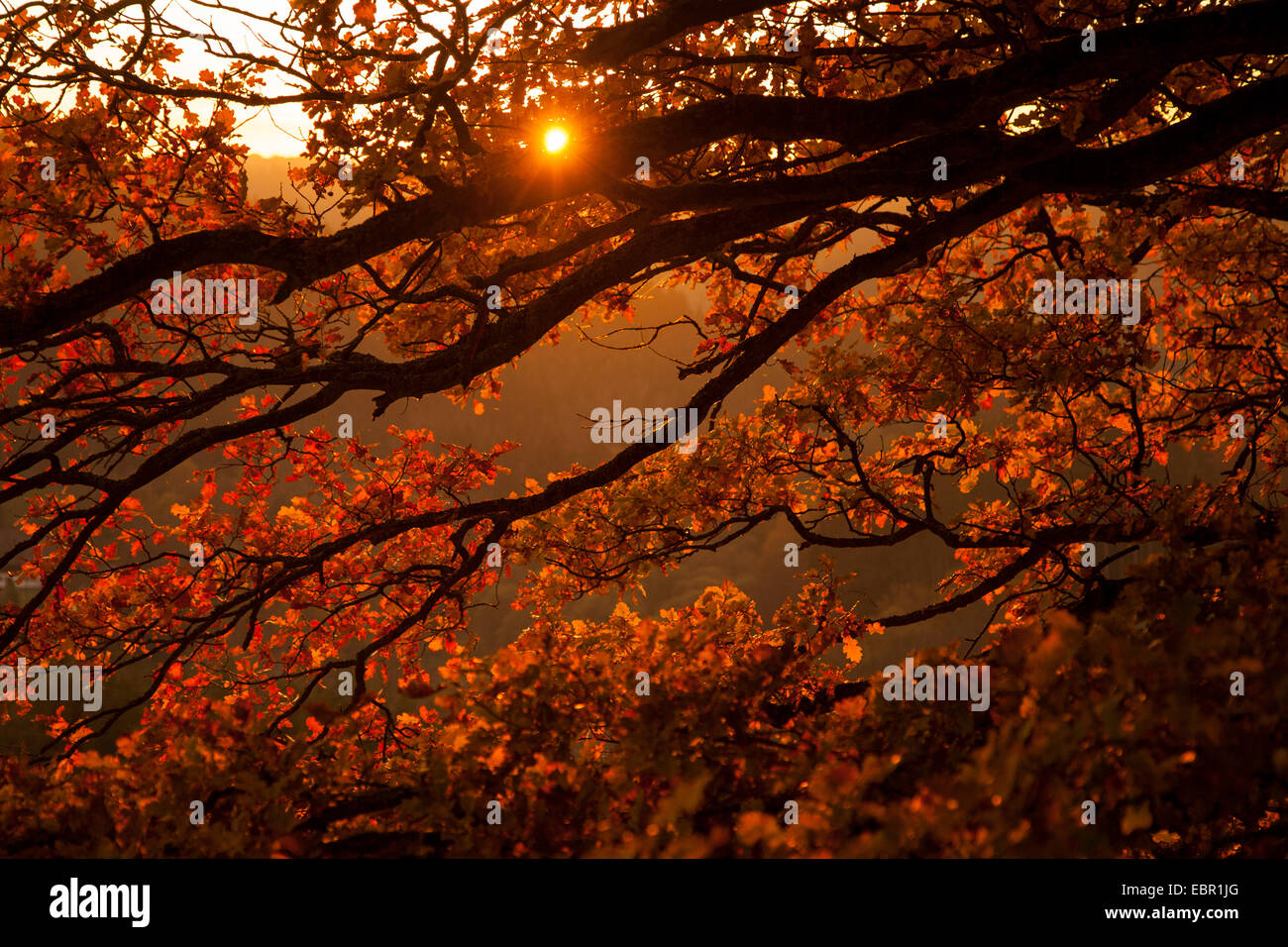 Roble común, roble pedunculate, Inglés de roble (Quercus robur), ramas con hojas de otoño al atardecer, Alemania, Renania-Palatinado Foto de stock