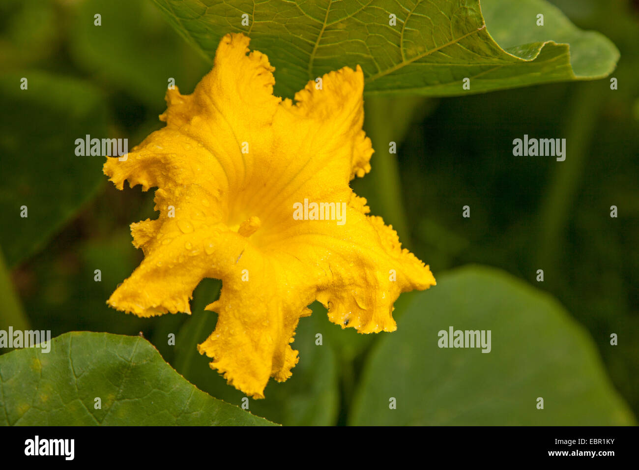 La calabaza de invierno (Cucurbita maxima), flor de amarillo a rojo kuri squash Foto de stock
