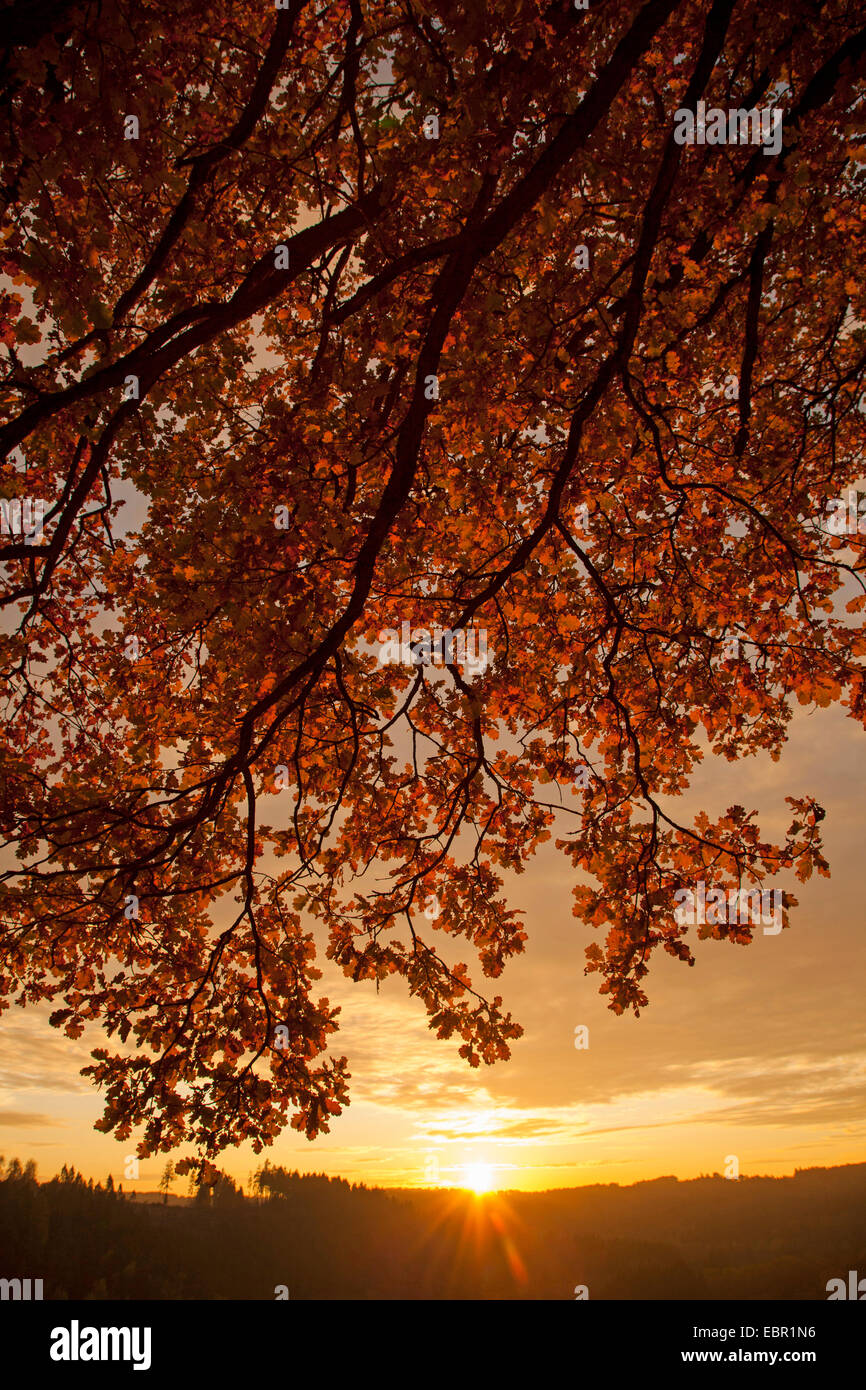 Roble común, roble pedunculate, Inglés de roble (Quercus robur), ramas con hojas de otoño al atardecer, Alemania, Renania-Palatinado Foto de stock