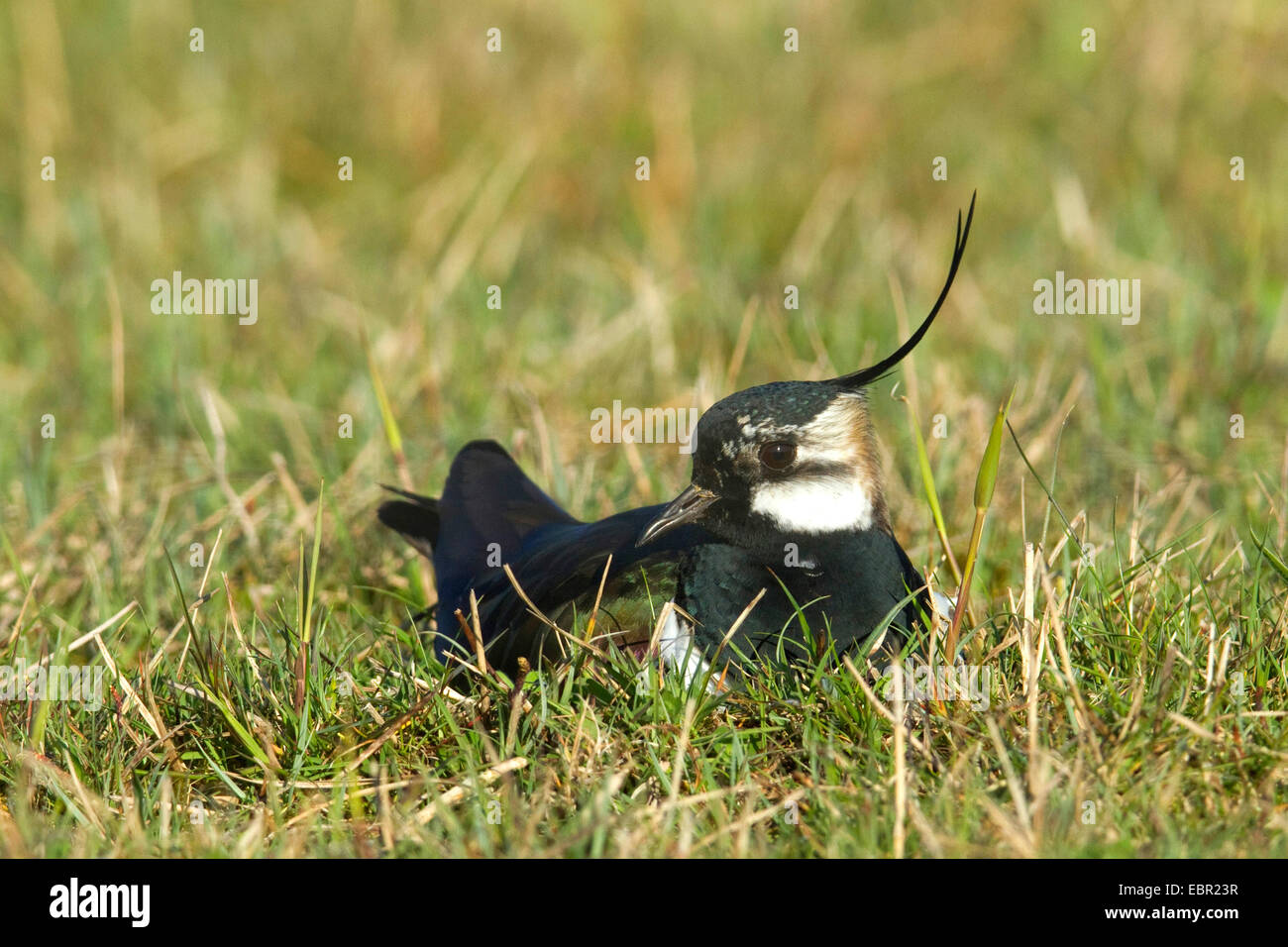 Avefría (Vanellus vanellus), la cría en un prado en abril, Países Bajos Foto de stock