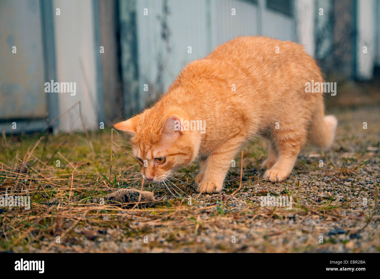 Gato doméstico, los gatos domésticos (Felis silvestris catus) f., aspirando  a ratón muerto en el patio, Alemania, Renania-Palatinado Fotografía de  stock - Alamy