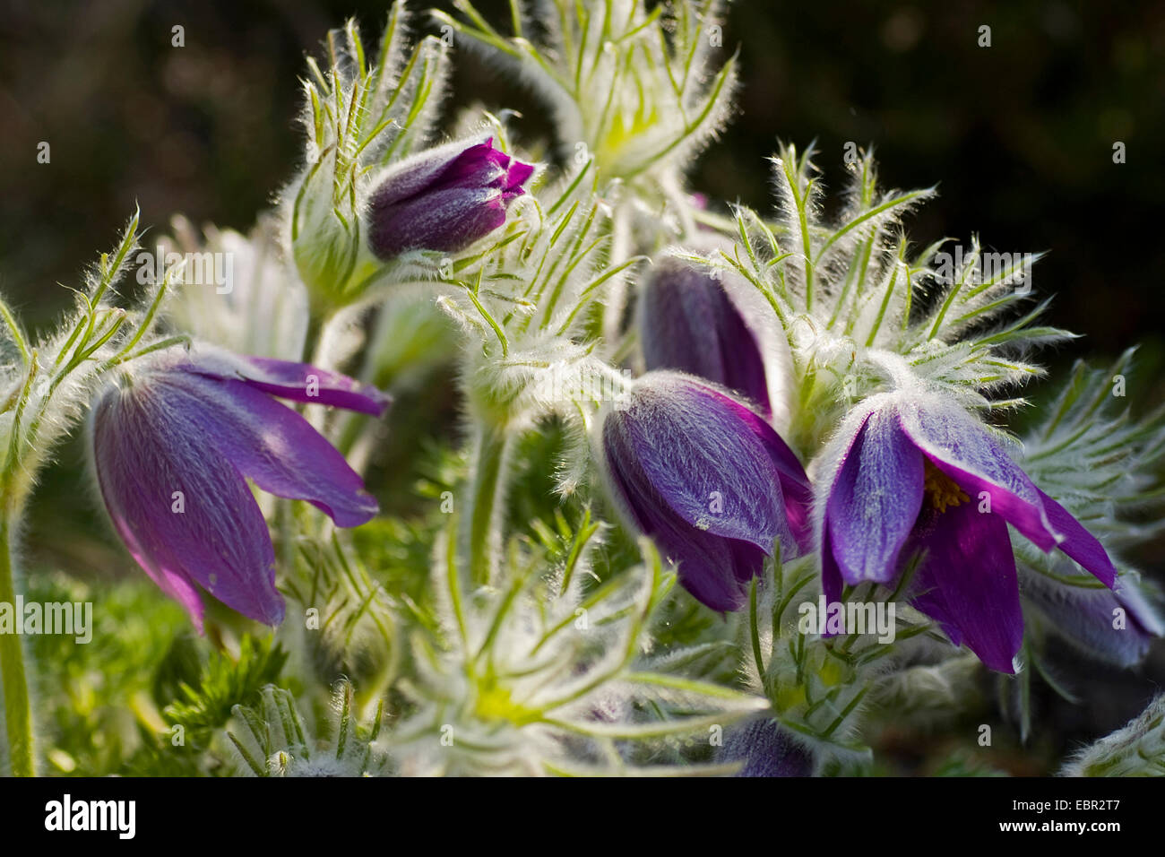 Haller's pasque flower (Pulsatilla halleri), flor de luz solar, Suiza Foto de stock