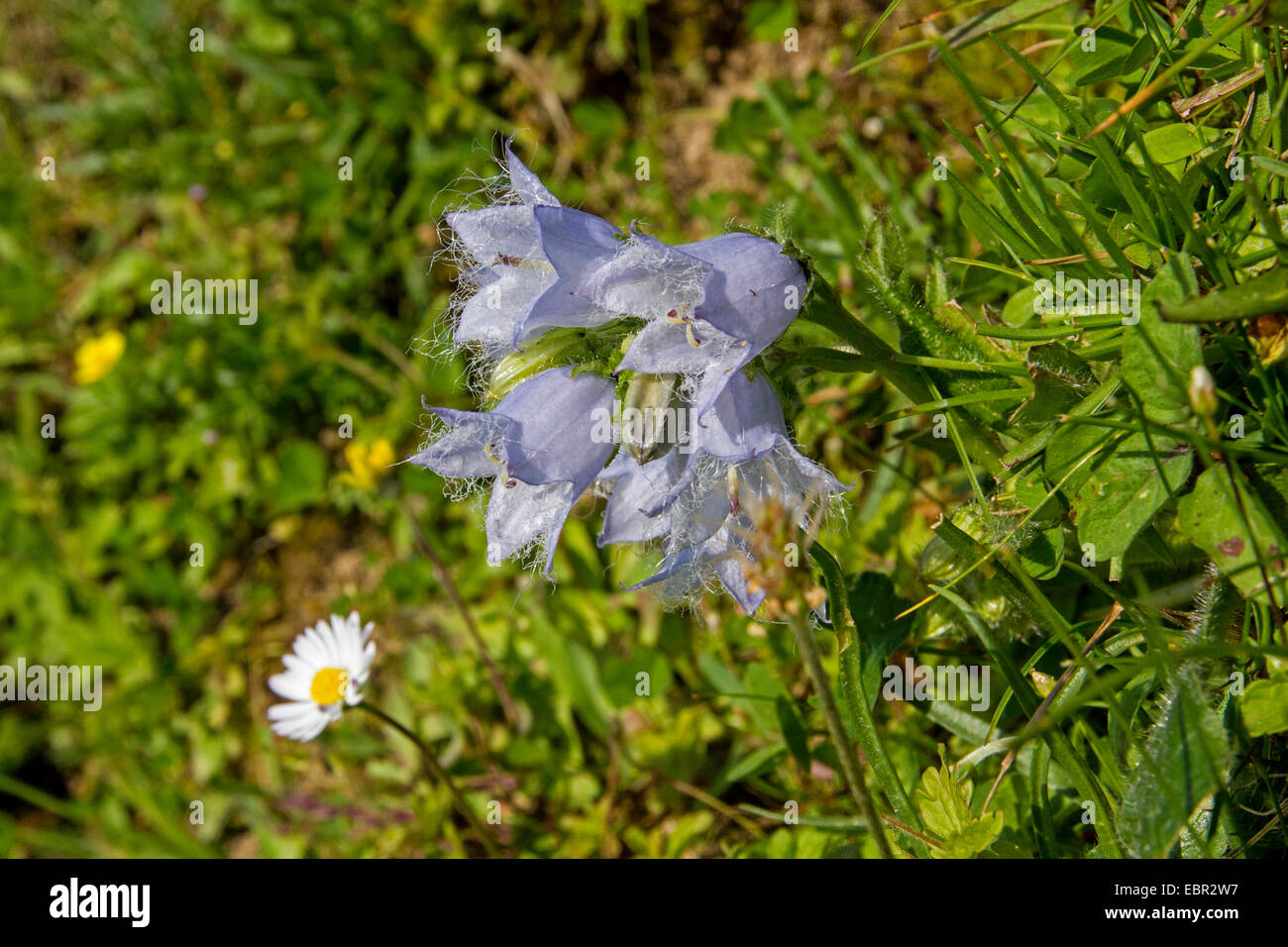Bellflower barbudo (Campanula barbata), floreciendo, Austria, Tirol Foto de stock