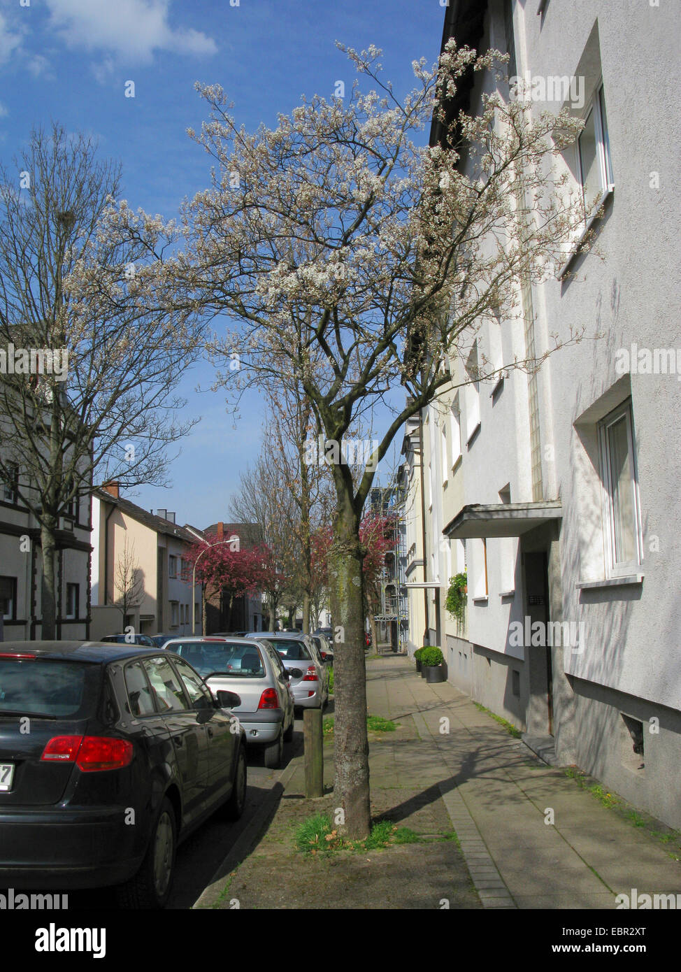 Lamarck's Serviceberry (Amelanchier lamarckii), árbol injertado en una calle, Alemania Foto de stock
