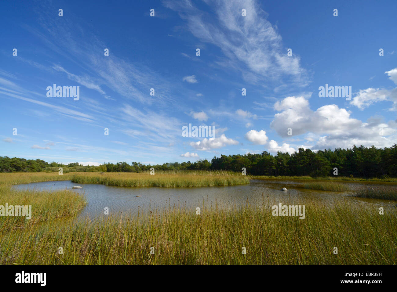 Lago de agua dulce en el lago Feroe para el desove de los anfibios, Suecia Gotland Foto de stock