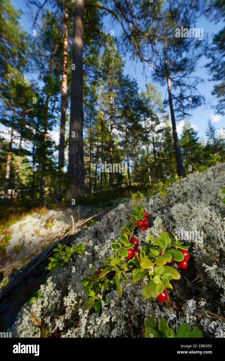 Foxberry cowberry, montaña, arándano rojo, Arándano (Vaccinium vitis-idaea), arándanos en un bosque de coníferas, Suecia, Smaland, SmÕland Foto de stock