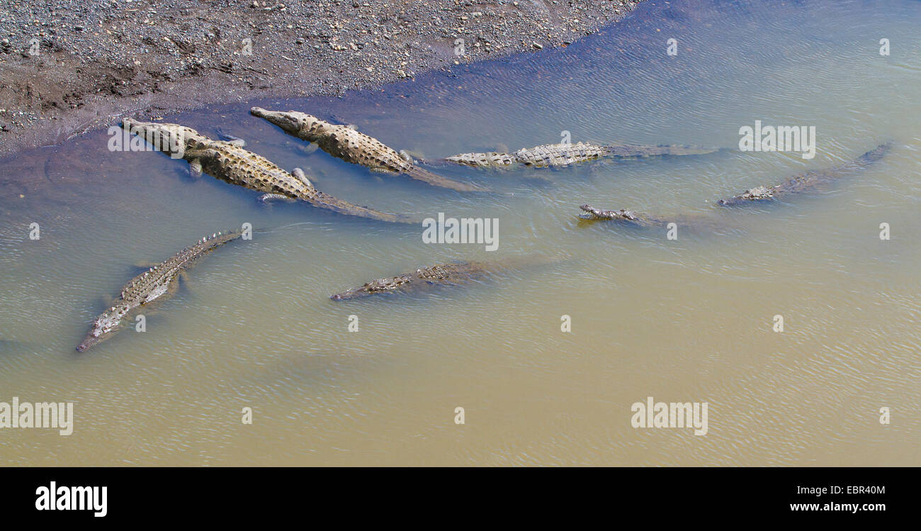 El Cocodrilo Americano (Crocodylus acutus), grupo sol una piscina, Costa Rica, Río Tárcoles Foto de stock