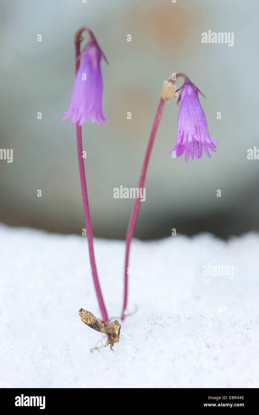 (Moonwort Soldanella pusilla), florece en la nieve, Suiza, Sustenpass Foto de stock