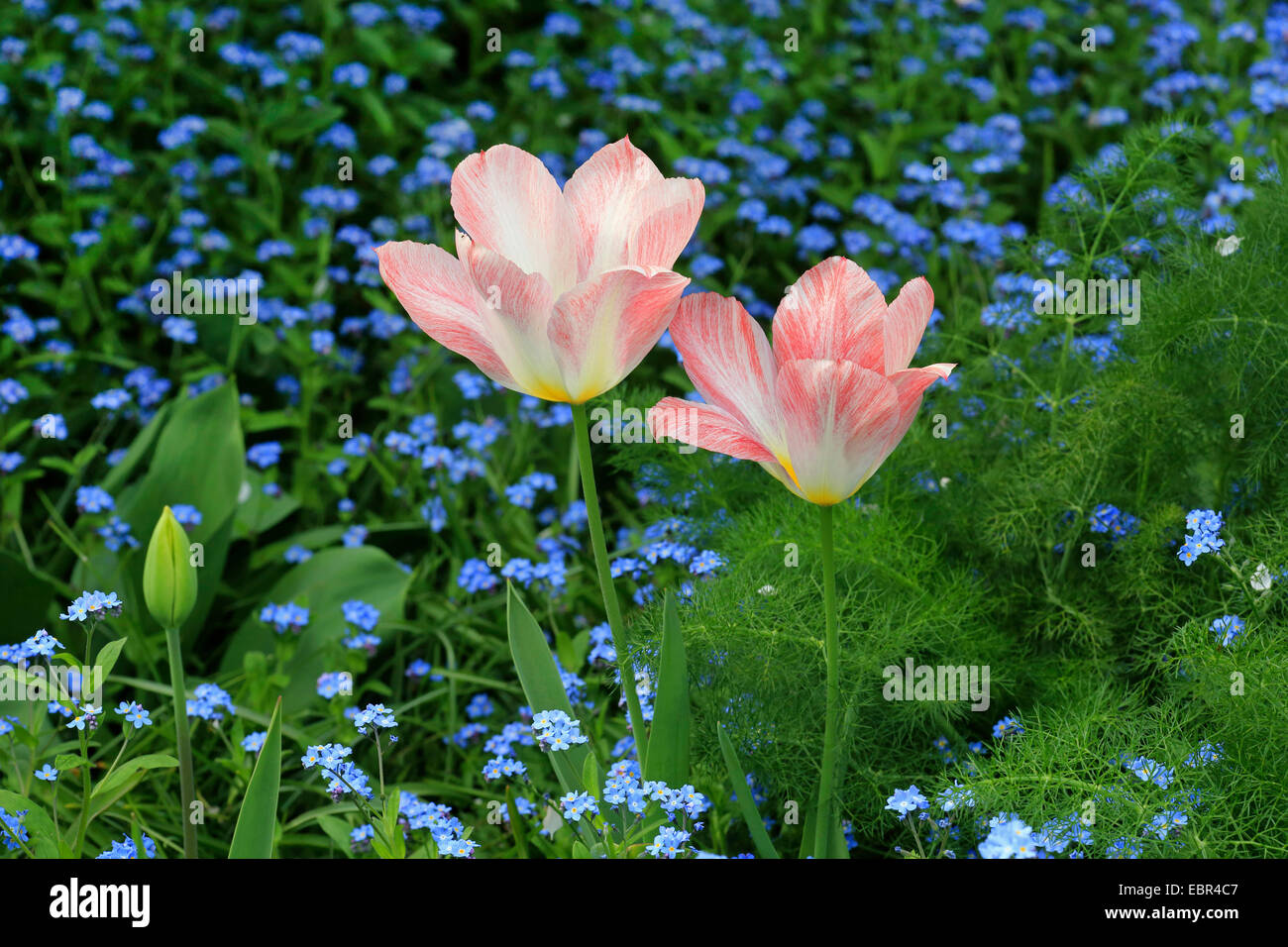 Jardín común de tulipán (Tulipa spec.), cama de flor de color rosa con tulipanes y Forget-me-nots, Alemania Foto de stock