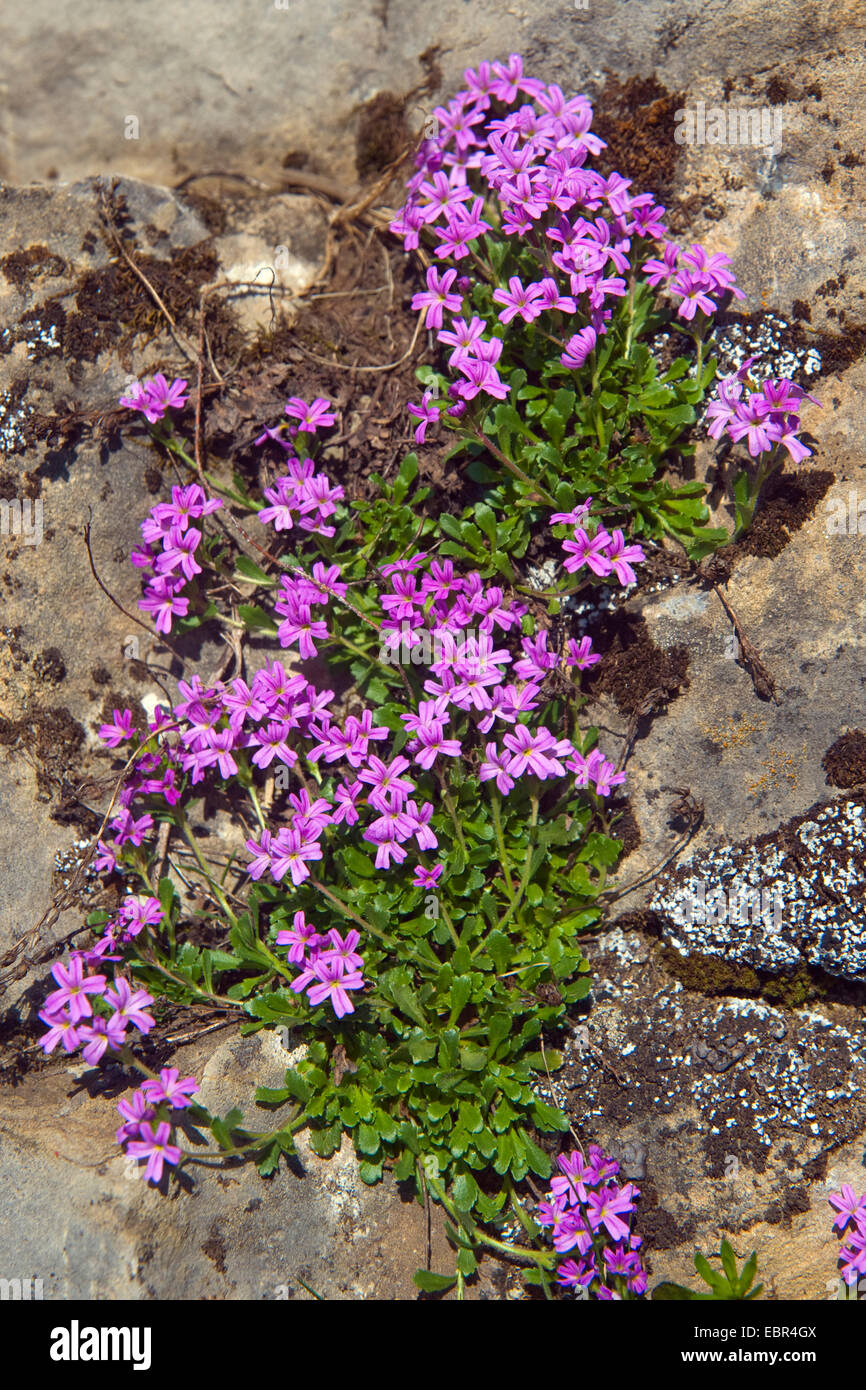 Bálsamo alpino (Erinus alpinus), floreciendo, Suiza, Schynige Platte Foto de stock
