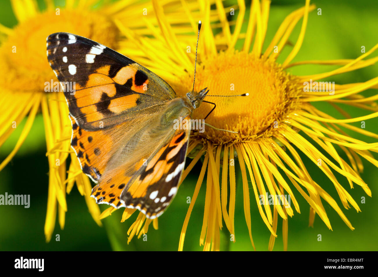 Painted Lady, thistle (Cynthia cardui, Vanessa cardui), cochinillo de néctar de una flor telekia, Alemania Foto de stock