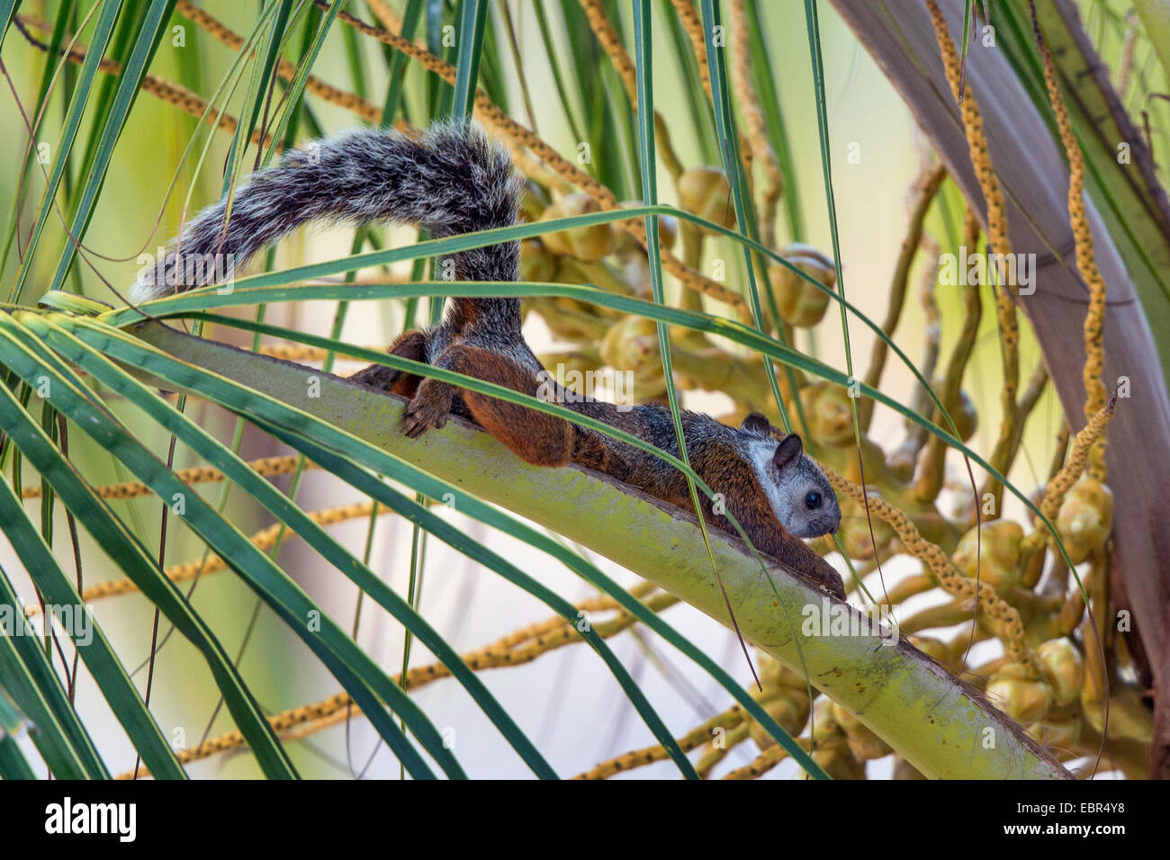Zamburiña ardilla (Sciurus variegatoides), en una de las frondas de palma, Jaco, Costa Rica Foto de stock