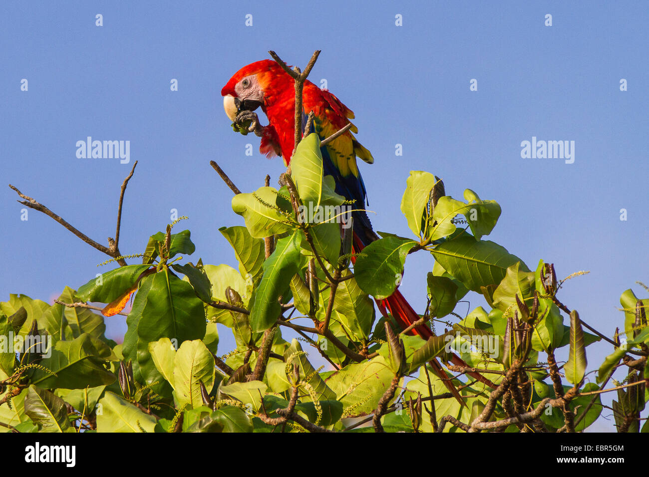 Guacamaya Roja (Ara macao), el tree top comer una fruta, Costa Rica Foto de stock