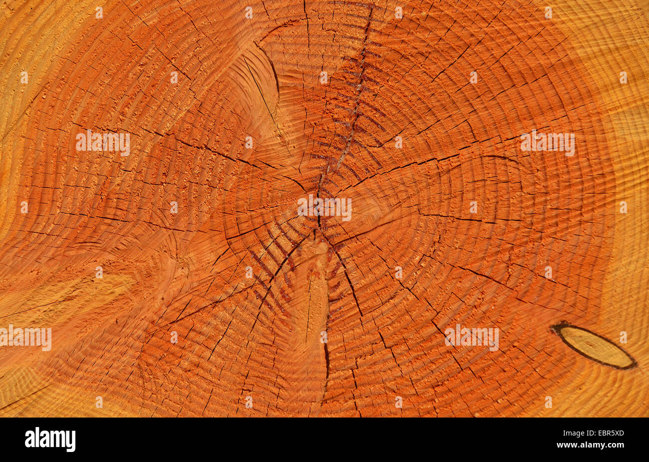El abeto de Douglas (Pseudotsuga menziesii), anillo de árbol de madera Foto de stock