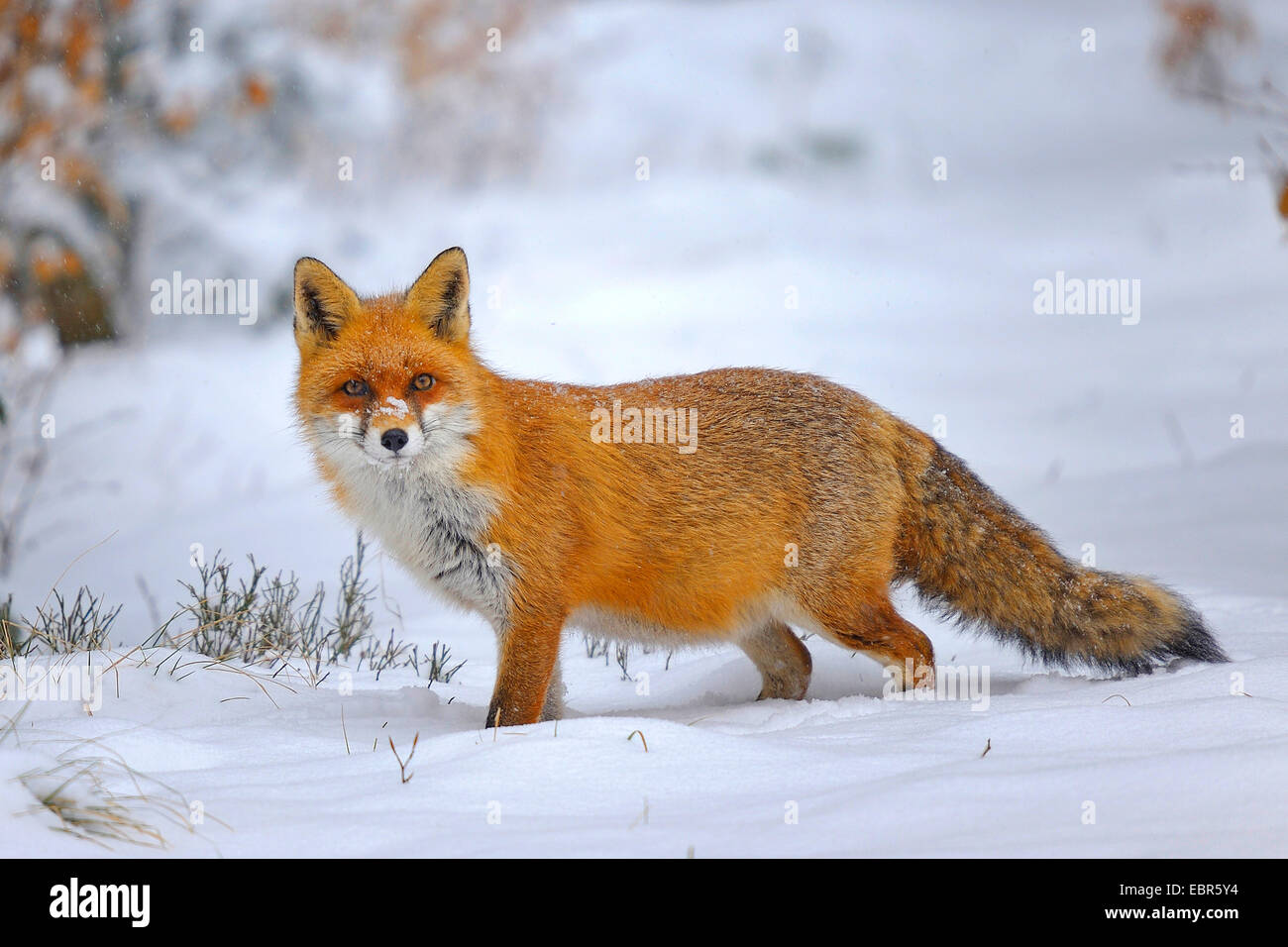 El zorro rojo (Vulpes vulpes), en el paisaje nevado, Alemania, Hesse  Fotografía de stock - Alamy