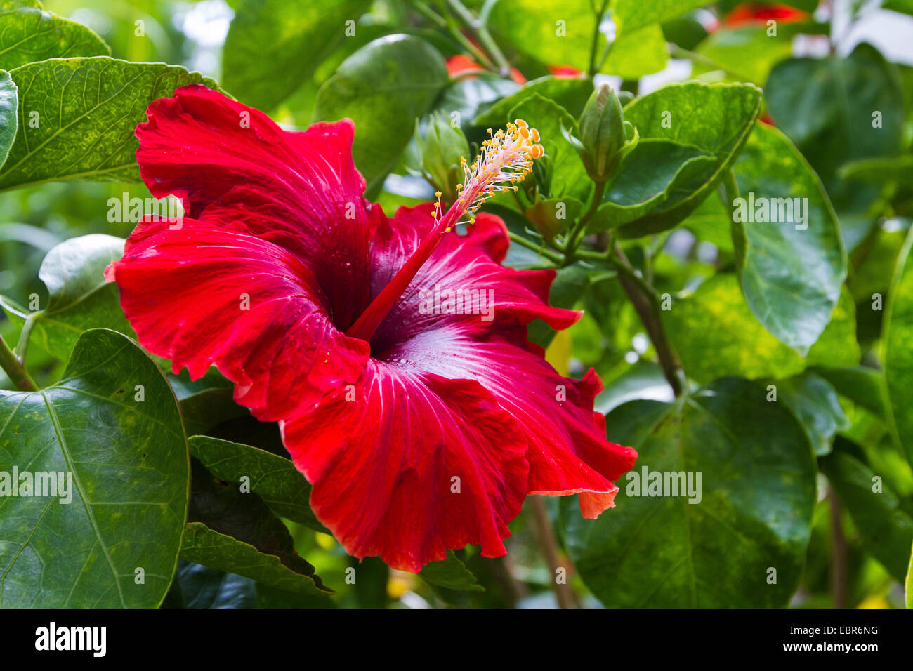 Chino hibisco (Hibiscus rosa-sinensis), flor Foto de stock