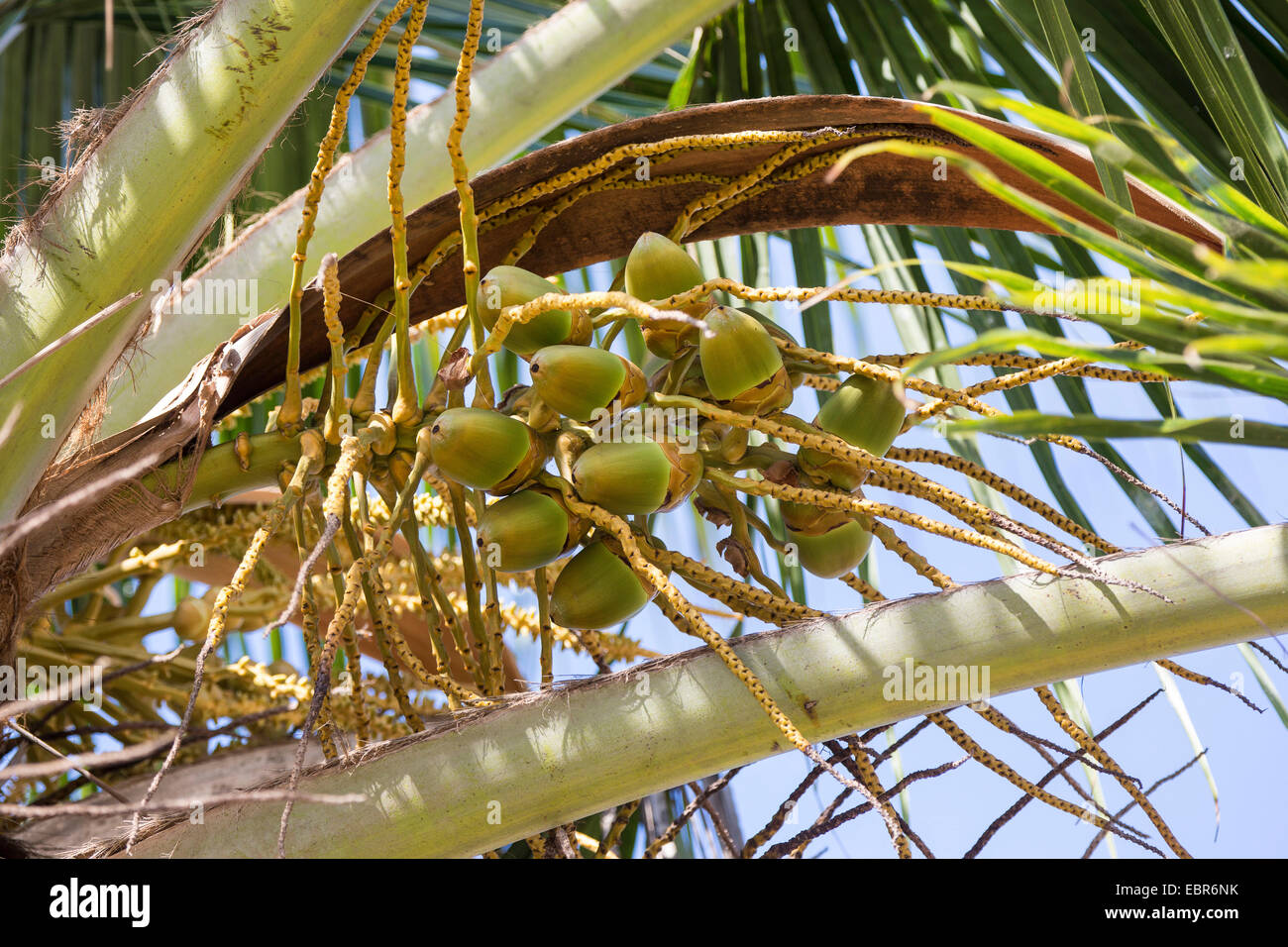 Palma de coco (Cocos nucifera), infructescence Pazifikkueste, Costa Rica Foto de stock