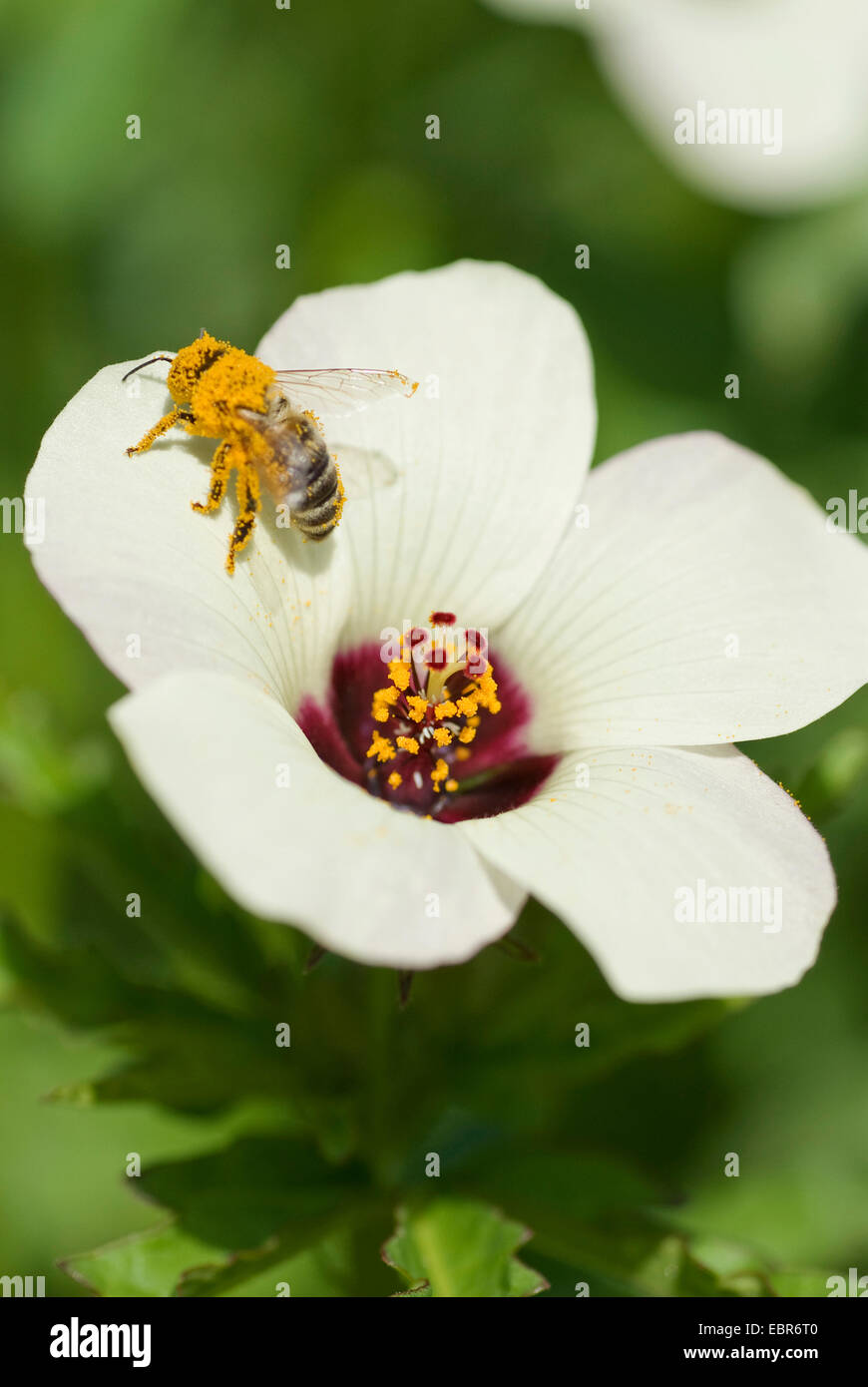 Vejiga ketmia, flor-de-una-hora, Venecia mallow (Hibiscus trionum), flor con abeja, Alemania Foto de stock