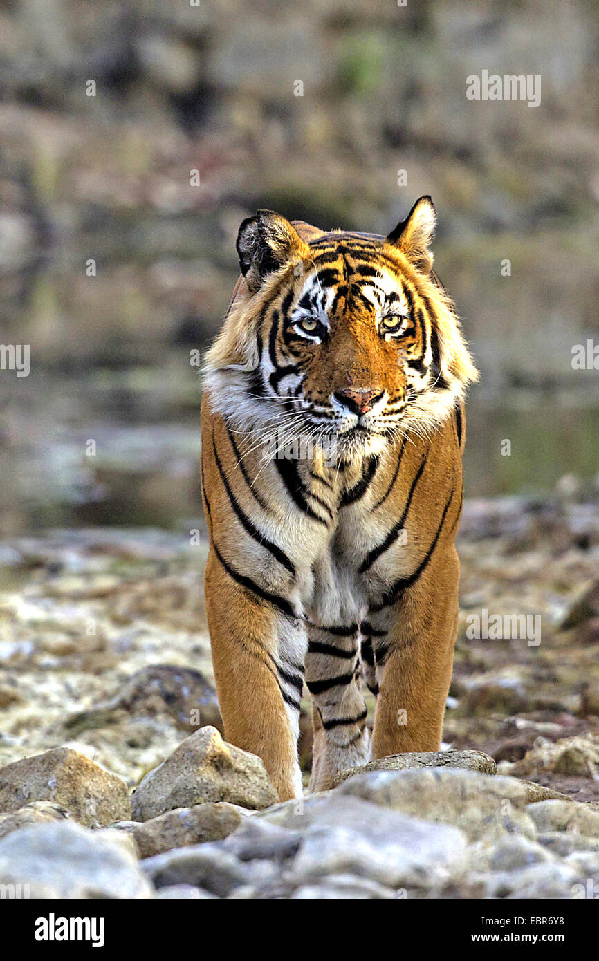 Tigre de Bengala (Panthera tigris tigris), macho mirando, India, Ranthambhore Foto de stock