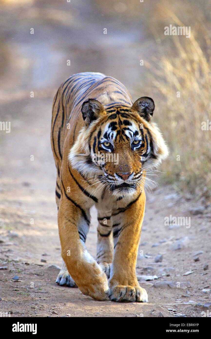 Tigre de Bengala (Panthera tigris tigris), paseos, India, Ranthambhore macho Foto de stock