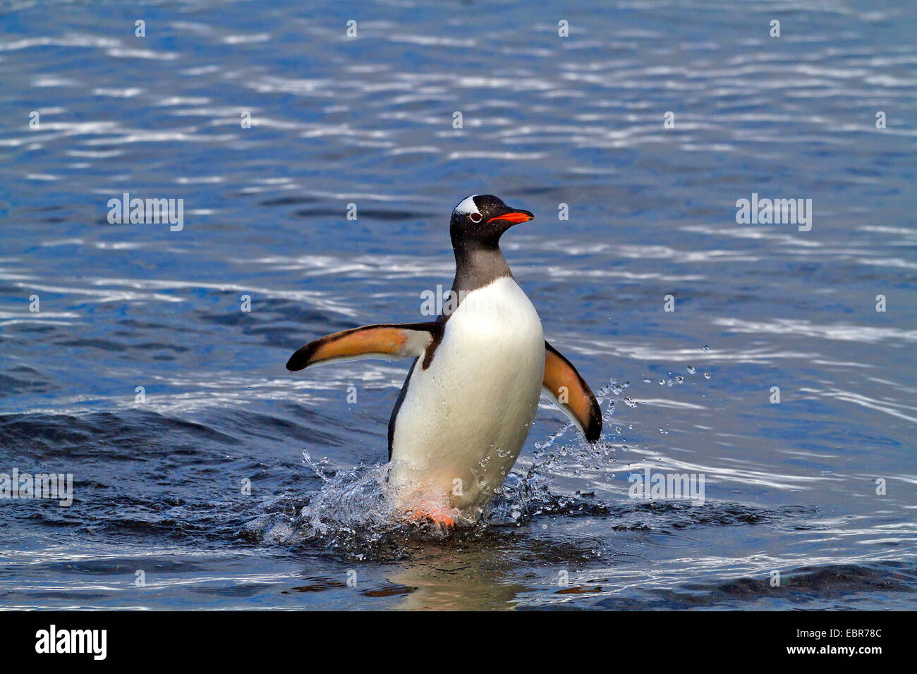 Pingüinos papúa (Pygoscelis papua), saliendo del mar, la Antártida, Islas Malvinas, Isla de sirenas Foto de stock