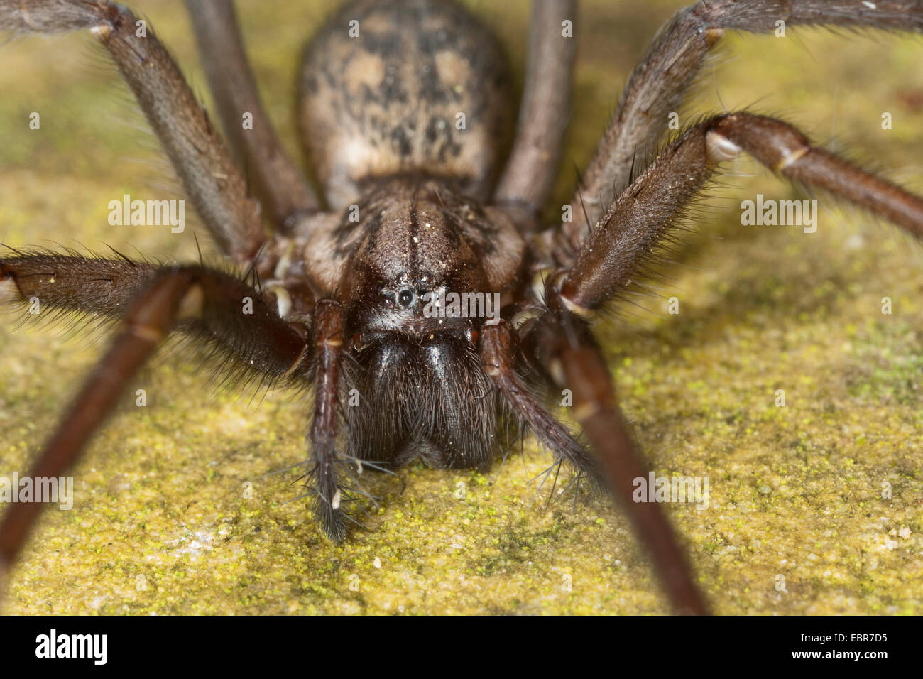 Casa Europea gigante araña, casa gigante araña, casa más grande araña, telaraña araña (Tegenaria gigantea, Tegenaria atrica), hembra, Alemania Foto de stock