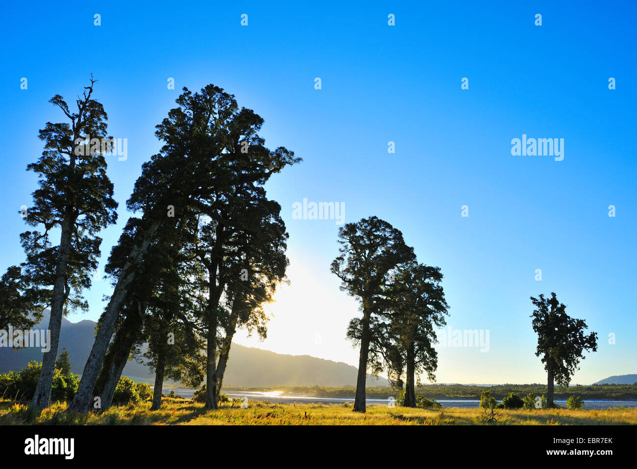 Paisaje con árboles en verano, la Autopista Estatal 6, Harihari, Costa oeste, Isla del Sur, Nueva Zelanda Foto de stock